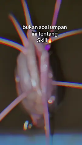 justkonten😎 #mancing #galatamalele #fyp 