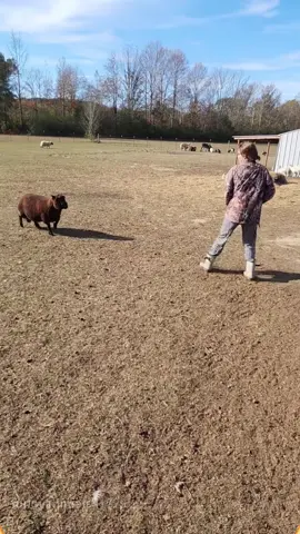 Sheep's behavior🐑🐏 #fyp #fpyシ #funnyvideo #animal #cute #pet #pets #happy #Love #sheep #core