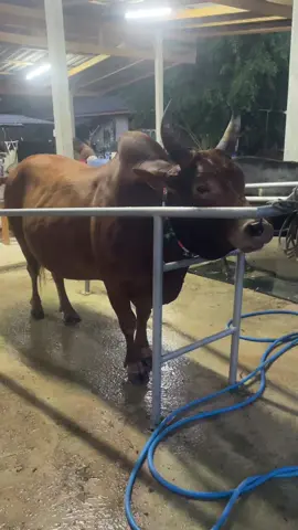 #แดงควนธานี#ดุกด้าง4เซียน_ลูกแพะ #ค่ายโคน้องอัญชันบ้านโหล๊ะเร็ด 