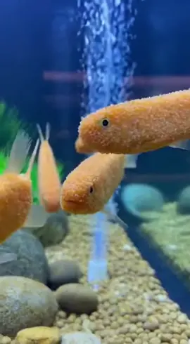 Tiere in freier Wildbahn Teil 1: Fischstäbchen #animal #satire #cooking