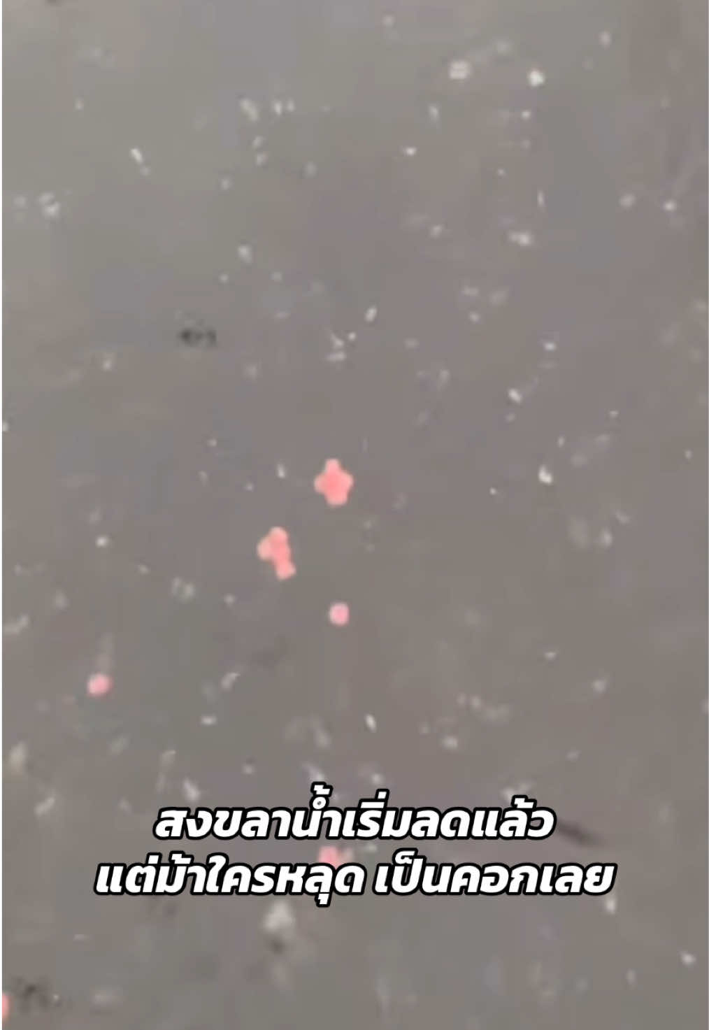 สงขลาน้ำเริ่มลดแล้ว แต่ม้าใครหลุดมาเป็นคอกเลย #น้ำท่วมหาดใหญ่ 