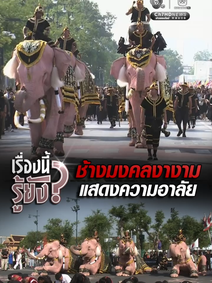 #เรื่องนี้รู้ยัง #ช้างมงคลงางาม แสดงความอาลัย เพื่อถวายพระเกียรติสูงสุดแด่ สมเด็จพระนางเจ้าสิริกิติ์ พระบรมราชินีนาถ พระบรมราชชนนีพันปีหลวง  #Ch7HDNews #ข่าวออนไลน์7HD #ข่าวTIKTOK