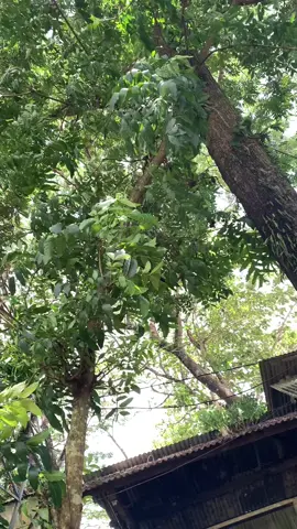 Timuurrr🙌🏻#remixlampung #lampungtiktok #fyp #mlbb 