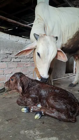 LIMOUSIN X BRAHMAN #peternaksapiindonesia🐂  #InseminatorIndonesia🇲🇨  #sobatngaret  #JANTAN 