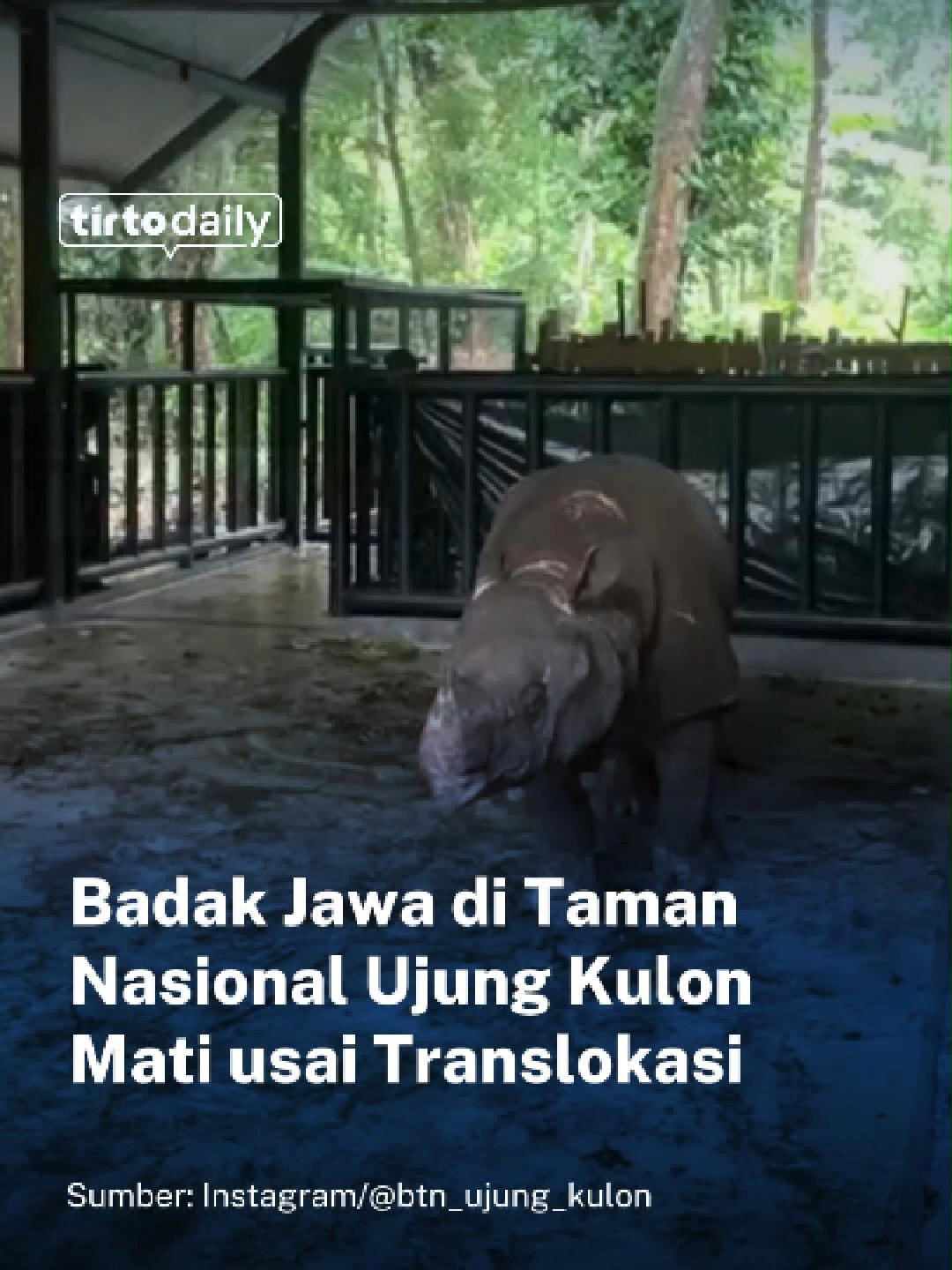 Badak Jawa (Rhinoceros sondaicus) bernama Musofa yang menjalani perawatan intensif di Javan Rhino Study and Conservation Area (JRSCA) Taman Nasional Ujung Kulon (TNUK) mati karena sakit kronis bawaan pada Jumat (7/11/2025).  Musofa menjalani proses translokasi untuk menjaga keberlangsungan populasinya di alam. Ia masuk pit trap pada 3 November 2025 dan dilakukan pemindahan usai mempertimbangkan faktor cuaca ekstrem dan keselamatan.  Kondisi Musofa stabil saat tiba di JRSCA pada 5 November dan mampu beradaptasi dengan baik. Hanya saja, badak ini mengalami penurunan kondisi klinis pada 7 November yang berakhir dengan kematiannya di sore hari. “Seluruh prosedur dilaksanakan sesuai standar konservasi internasional, dengan simulasi, penilaian etik, serta kesiapan logistik dan pengamanan. Musofa dipindahkan tanpa luka atau cedera, namun penyakit kronis yang lama diderita menjadi tantangan medis yang tidak dapat diatasi,” kata Kepala Balai TNUK, Ardi Andono dalam rilis tertulis, Jumat (27/11/2025).  Saat dilakukan nekropsi oleh tim patologi Sekolah Kedokteran Hewan dan Biomedis (SKHB) IPB University, penyebab kematian Musofa adalah penyakit kronis yang telah lama menyerang lambung, usus, dan otak. Ditemukan pula infeksi parasit dalam jumlah signifikan dan gejala degenerasi jaringan. Badak Jawa tersebut juga ditemukan luka lama karena perkelahian di alam. Luka ini bukan penyebab utama. Pihak Balai TNUK bersama IPB University dan lainnya segera menyiapkan langkah lanjutan analisis komprehensif dalam penguatan deteksi dini penyakit, termasuk pula pengelolaan habitat dan pemantauan kesehatan populasi. Penulis/Editor: Ilham Choirul Anwar #TirtoDaily #TDSC #badakjawa #musofa #sadstory