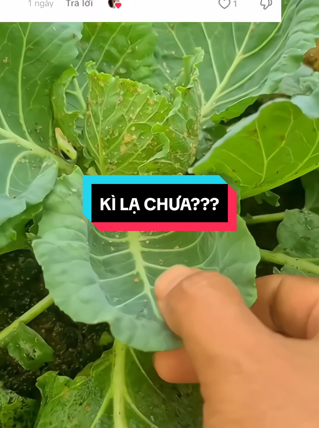 Diệt rệp tại nhà: nước rửa bát + rượu trắng, không cháy lá! RepSap #VuonSach #MeoNongNghiep #TruongRauTaiNha #VuonXanh #OrganicGarden  @Tú Anh hạt giống  @Tú Anh hạt giống  @Tú Anh hạt giống 