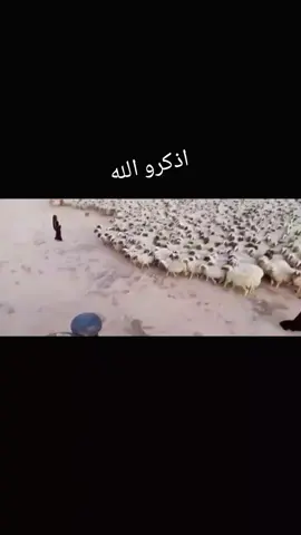 ذكر الله واجب ❤ #هشتاق #ليبيا🇱🇾 #سعي #اللهم_صلي_على_نبينا_محمد 