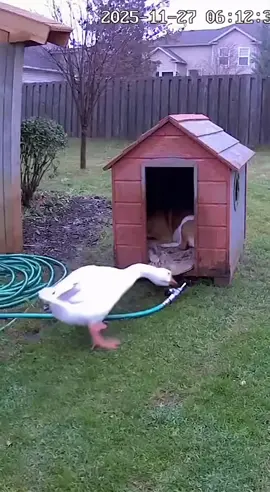 Die Gans macht den schlafenden 😴 Hund in seinem Hundehaus mit dem 🚰Gartenschlauch nass 😁 #sora #spaß #hund #fyp #tiere