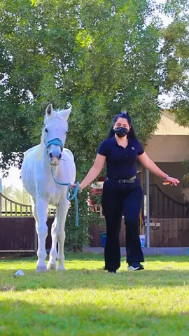 🐎 🧿🇦🇪 #horse  #horseriding  #horselover  #whitehorse  #iamsweetyofficiall 