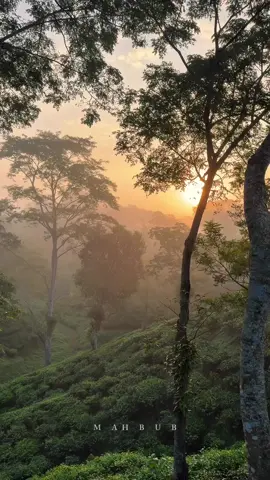 শীতের সকালে মুগ্ধকর এই পাখির ডাক এমনিতেই মন ছুয়ে যাওয়ার মত#foryou #viral #grow #tiktokskills #creatorsearchinsights 
