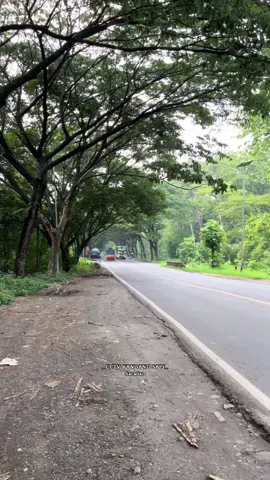 W7372 KODOK 🐸 #cctvbisjatimrace02 #lumbalumbadarat🐬 #sugengrahayu #sumberselamat #lumbalumbadarat🐬 