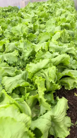 สลัดแก้ว🥬 สวนตาศรี ใครได้ลิ้มลองต้องติดใจกันทุกคน 🥰#ปลูกรักผักอินทรีย์ #สวนตาศรีสลัดอินทรีย์แปลงดิน #ผักสลัดอินทรีย์ #เชียงคำ #พะเยา 
