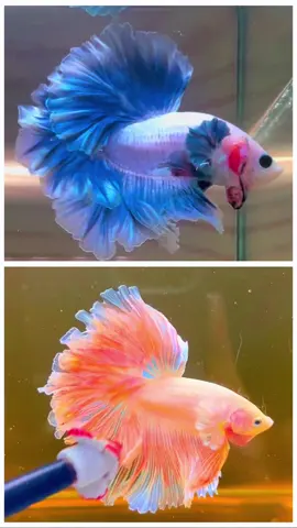 Pink and blue pastel #bettafish #bettavietnam #betta #xuhuong #xuhuongtiktok 