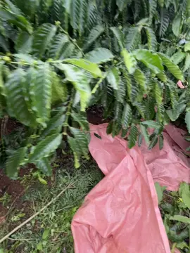 ở trúng iphone 17 của mình mất rồi 