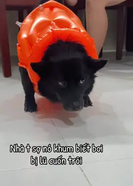 Bảo đảm an toàn cho cục dzàng trước                                                             #pet #thucung #dog #lulut 