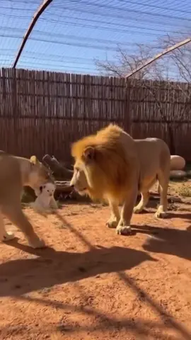 No DNA needed 😅🦁 . . #almajoyreact #relateable #menandwomen #dnaresults #couplechallege 