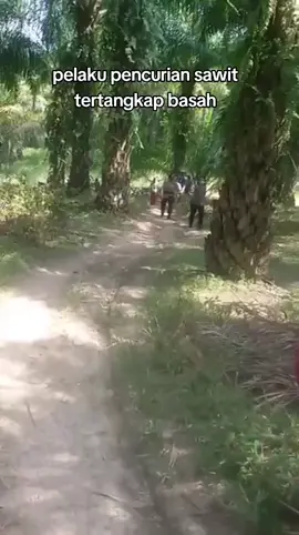 #ninjasawit #beritaviraltiktok #petanisawit🌴 #idtrendingtiktok #pypppppppppppppp 