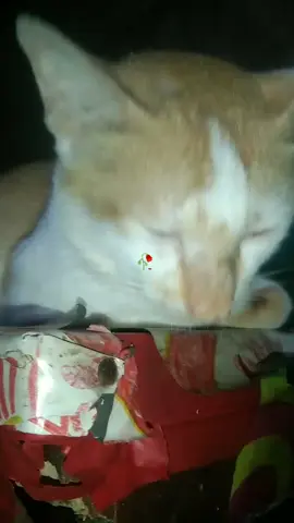 kuciang den ala baibo hati aa dk bisa kalua batamu cewek nyo ,hari hujan tarui🥺😂 #fyp #fypシ゚ 