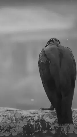 #Ⓜ️_butterfly🦋 #4you #fyp #viral #sasamatic 