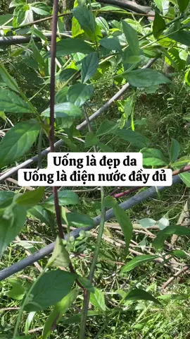 #xuhuong #kinhthamdenvoncuc #noitiettonu #khohansausinh #caomamxoibaudat 