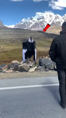 Most birds fly. This one glides like a ghost over the Andes. #nature #wild #facts #DidYouKnow #mindblowingfacts 