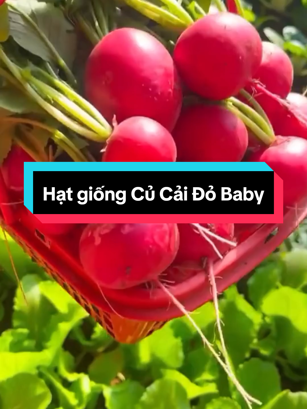 Hạt giống Củ Cải Đỏ Baby #hatgiong #hatgiongcucai #cucaibaby #trongrau #muataitiktokshop 