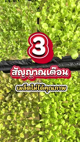สัญญาณเตือนบ่งบอกคุณภาพของเมล็ดพันธุ์ #ผักสลัด #ผักไฮโดรโปรนิกส์ #ผักสลัดไฮโดรโปรนิกส์ #ปลูกผักกินเอง #เกษตรกร 