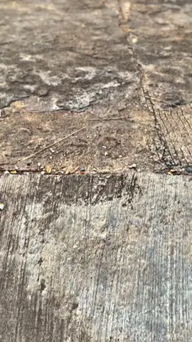 isi pikiran gua sekarang #rxking yaaloh #fypvirallllllllllabis