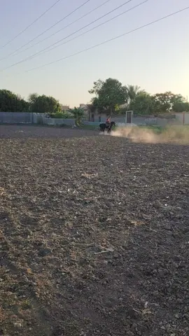 #العمده #الخيل_العربي_الاصيل #خيل_وخياله #شيكابالا #الله_اكبر 