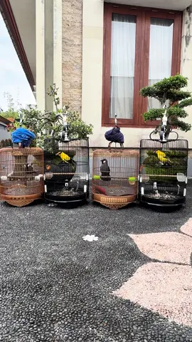 Hiburan#kicaumaniaindonesia #kicau #poksayhongkong #kepodang #fyp 