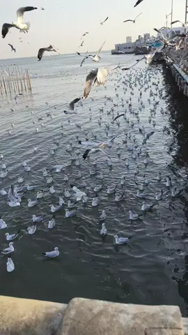 #สถานตากอากาศบางปู #นกนางนวล 