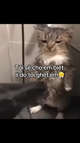 Em nghe hết rồi sao 😭#viral #xuhuong#meocuteo