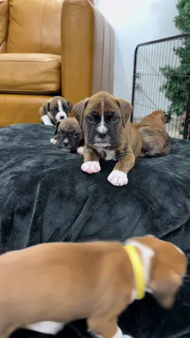Bowie is a stinker and loves to talk to me lol  Nani & Harlys Nevermore academy 9 : 🧡Meeka  💛Quinn💙Bowie💗Daisy 🖤Billie❤️Ripley 💚Nash💜Ryla🤍Angel  #dogs #foryourpage #puppy #boxerpuppy  