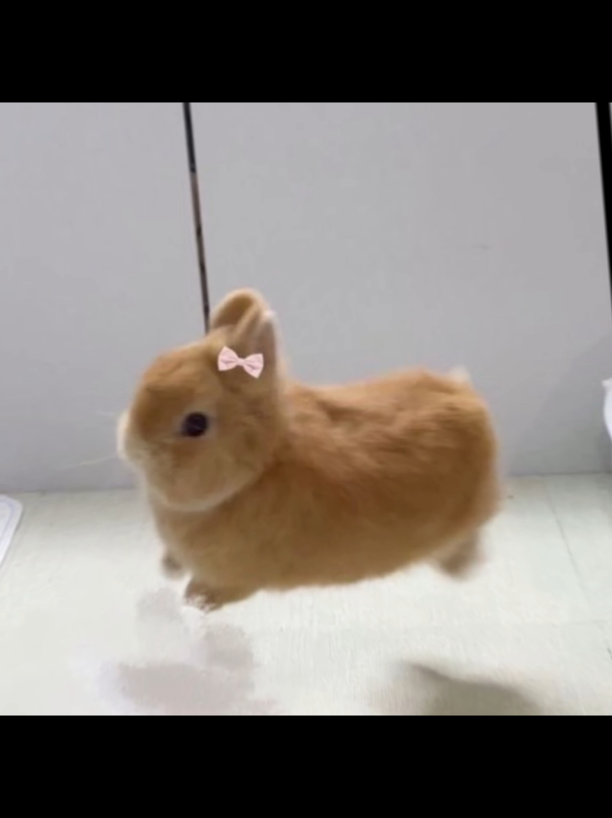 bunny #bunnybunny #bunni #bunnies #bunny 