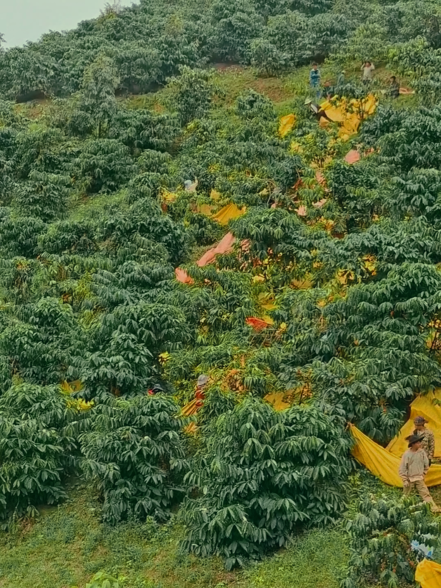 đổi công hái cho nhanh các bác ơi #taynguyen #cafe #xuhuongtiktok ##đaknong 