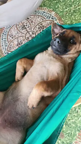 Đến giờ ngủ trưa 😅