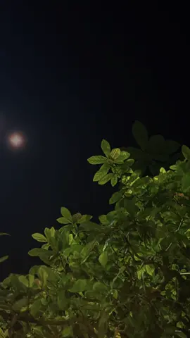 Giá lạnh về khuya cơn gió lùa …!!! #vuonamnhac  #nguoiyeunhac  #gocnhoconhac  #nhacnaychillphet  #nhachaymoingay 