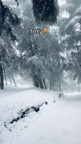 الشريعة😍 #الشريعة #❄️ #trend #2025 #tiktok 