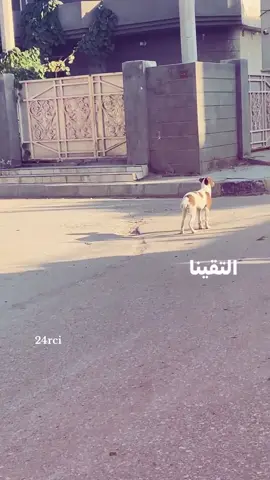 الفيييد لطيييف😭😭 #fyp #foryou #explor #العراق 