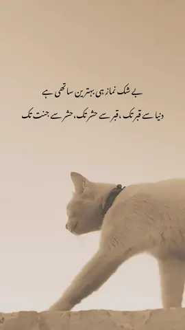 Aho ✨📝#who_shujat #foryou #foryoupage #viral #fyp 