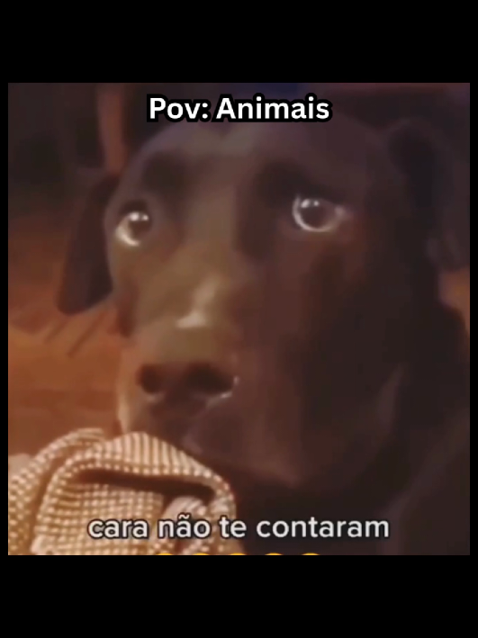 animais engraçados 