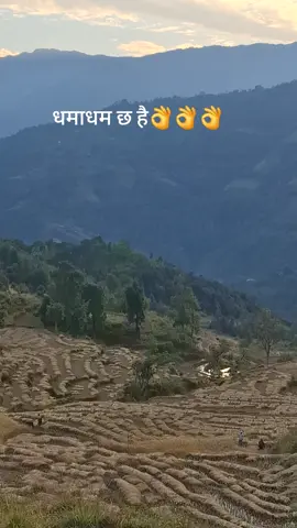 मार्से खेत#villagelife #bhojpurmusar #we are farming #para🤟🤟🤘🤘💞💞 #fyp 