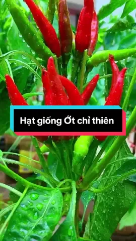 Hạt giống Ớt chỉ thiên #hatgiong #hatgiongot #otchithien #muataitiktokshop #xuhuong 