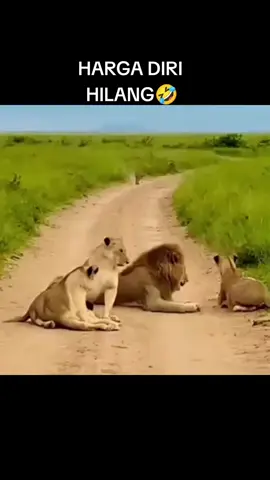 harga diri hilang #dubbing #fyp #sidimpuandubbing 