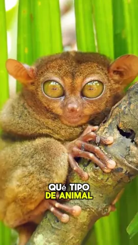 Conocías estos animales? Síguenos para más videos #animales #datoscuriosos #animalestiktok #viral #paratiiiiiiiiiiiiiiiiiiiiiiiiiiiiiii 