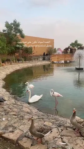 #منتجع الريميه تبوك 