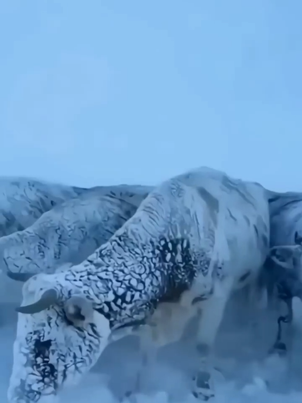 أبرد مكان يعيش فيه البشر… حيث تتجمد الحياة في ثوانٍ! ❄️🔥 ياكون في ياقوتا الروسية… أبرد مكان مأهول بالسكان على كوكب الأرض، حيث تنخفض درجات الحرارة في الشتاء إلى ما دون 60° تحت الصفر. في هذا البرد المرعب، يمكن لأي شيء أن يتجمد لحظة خروجه للهواء، ويضطر السكان إلى إبقاء سياراتهم تعمل كي لا تتوقف إلى الأبد. مشاهد مدهشة تكشف كيف يعيش الناس في ظروف لا يتحملها معظم البشر. سبحان الله على قدرة الإنسان على التكيف. ولا تنسَ الاشتراك في القناة #coldestplace #yakutsk #extremeweather #russia #fyp   