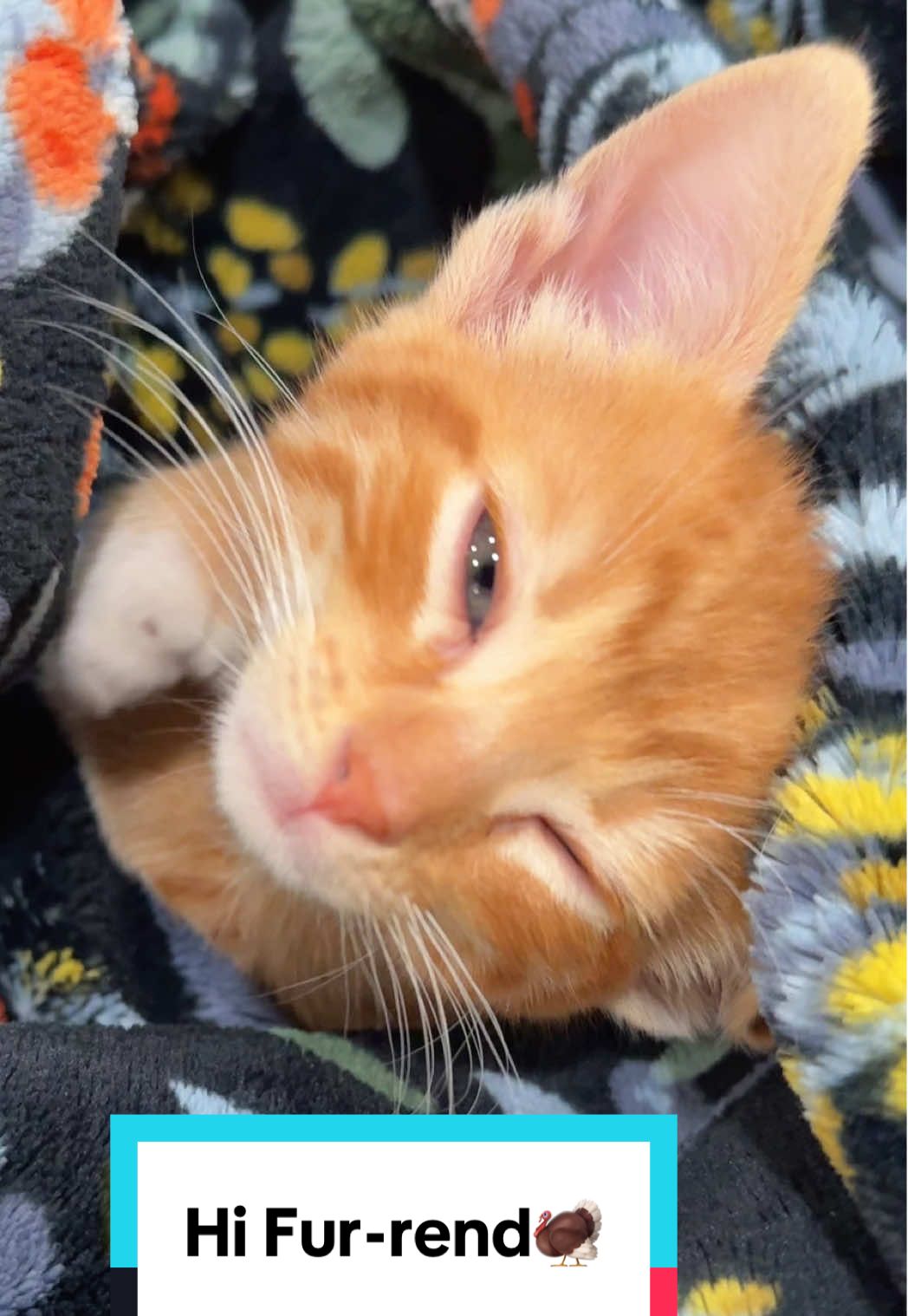 Hi friend Happy thanksgiving 🦃 ❤️ . . . 🐾 🐾 #orangecatenergy  #catsoftiktok  #cattok  #thankful  #orangecatbehavior 