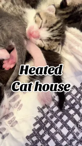 Replying to @ShaunaT 💕Skincare Besty 📱 these kittens are living the heated cat house and so is momma kitty. #cathouse #heatedcathouse  #outsidecat #feralcat #catmomlife 