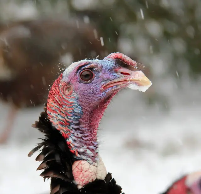 Happy Thanksgiving 💛 may your day be warm, full of magic, and wrapped in gratitude 🍂✨ Thankful for the people who feel like home, the tides that keep me steady, and all of you.